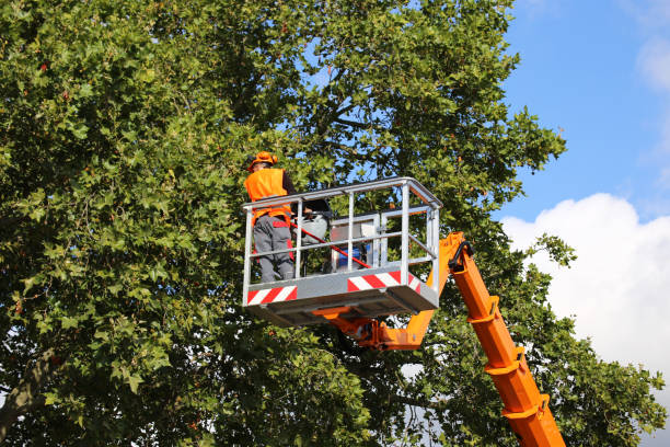 Best Storm Damage Tree Cleanup  in Tashua, CT