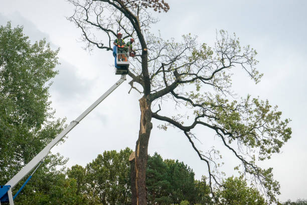 Best Emergency Tree Removal  in Tashua, CT