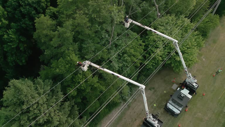 How Our Tree Care Process Works  in Tashua, CT