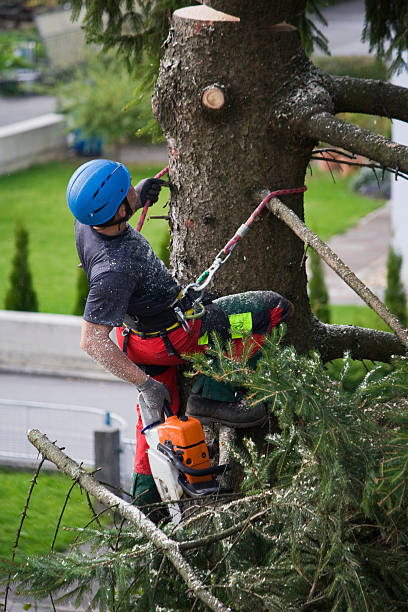 Professional Tree Services in Tashua, CT